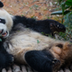 Illustration for article titled A Somewhat Graphic and Wildly Frustrating Tale of Panda Sex